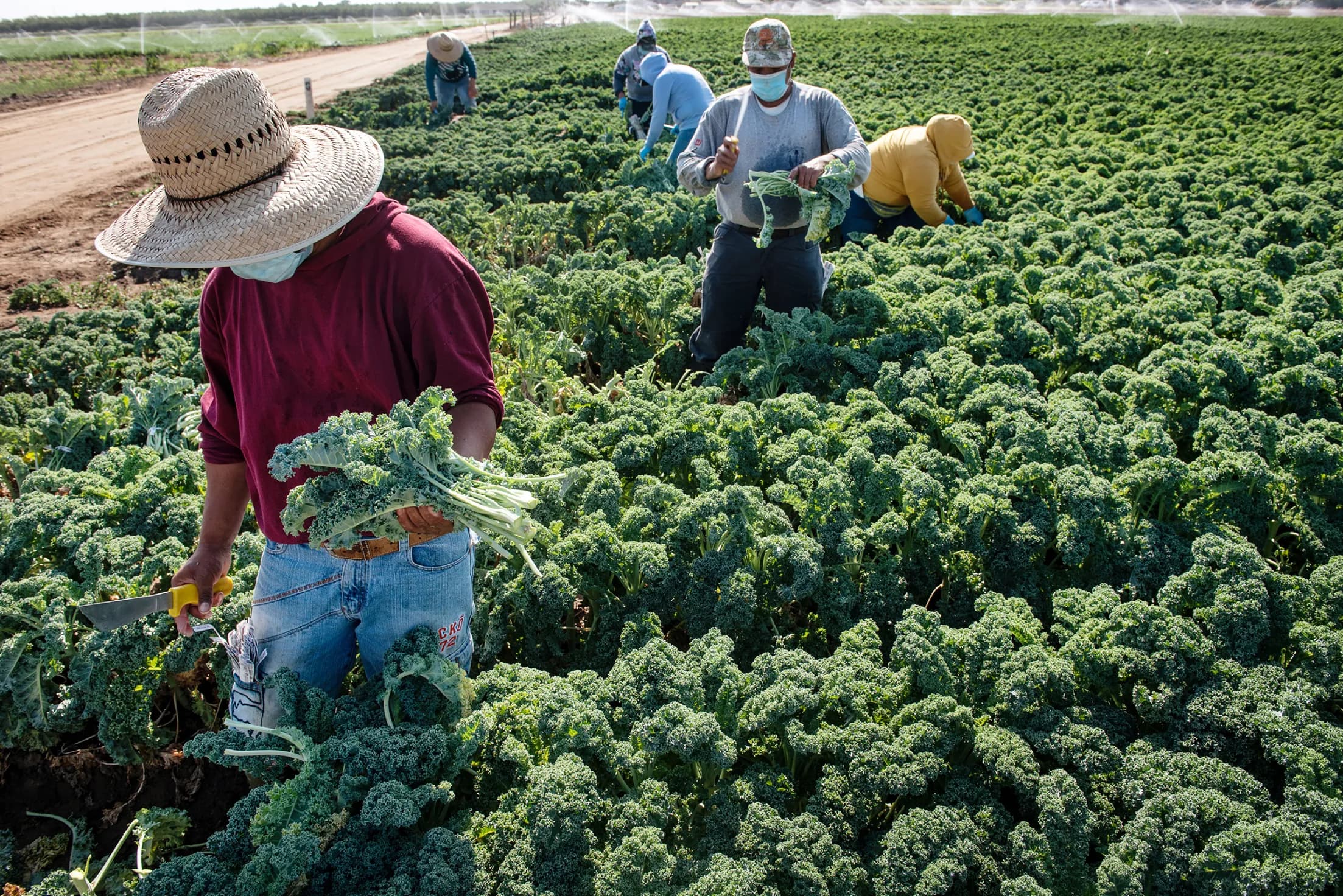 Farmworkers harvesting kale in a field