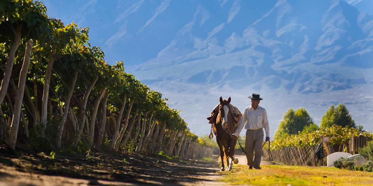 Man leading a horse through a vineyard with mountains, Salta, Argentina