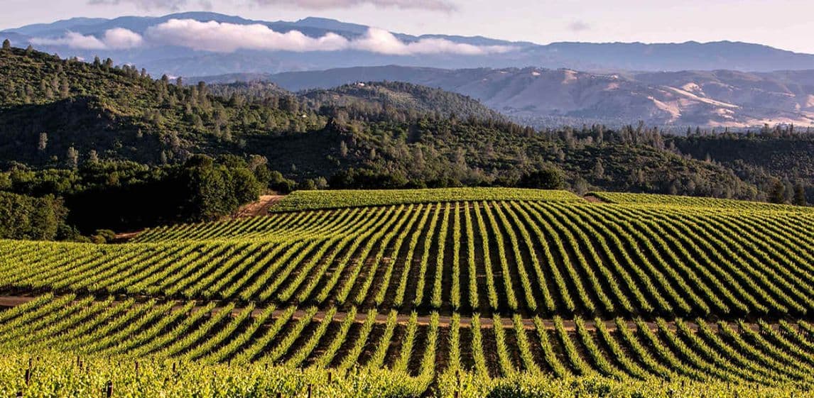 Hillside vineyard rows with mountains beyond, Salta, Argentina